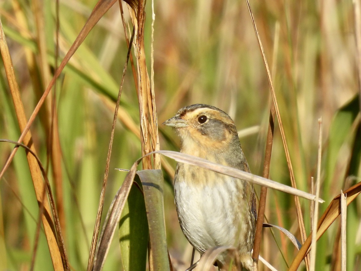 Nelson's Sparrow - ML647723319
