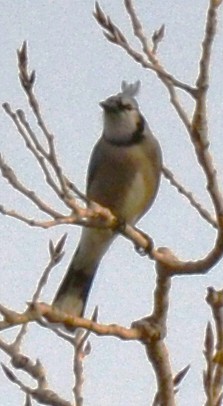 Blue Jay - ML647723321