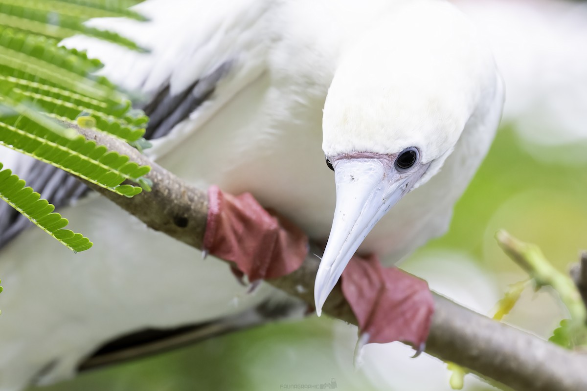 סולה אדומת-רגל - ML647723322