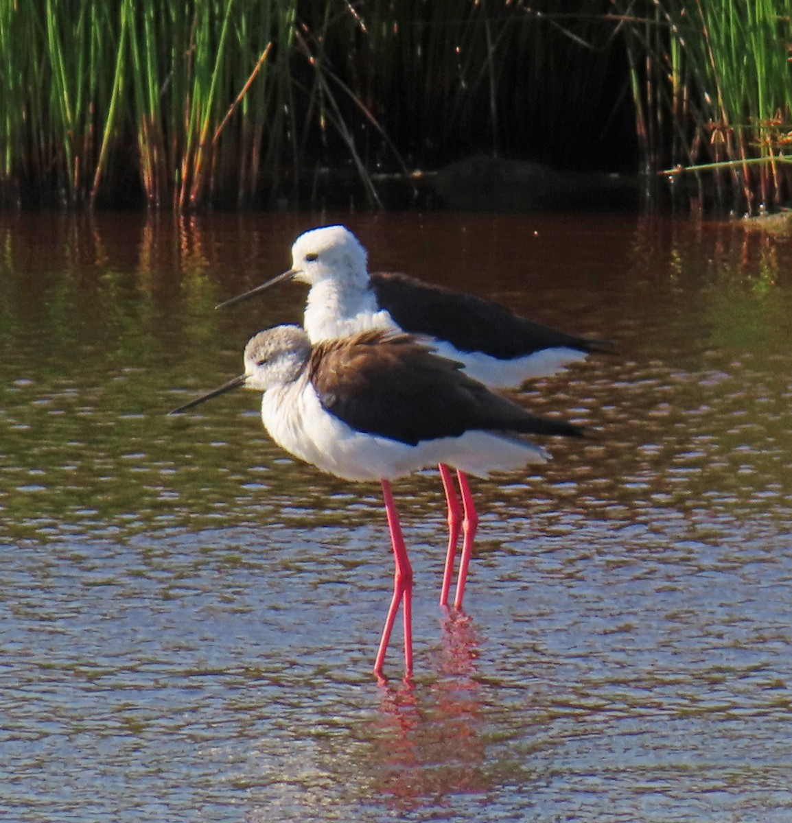 高蹺鴴 - ML647723323