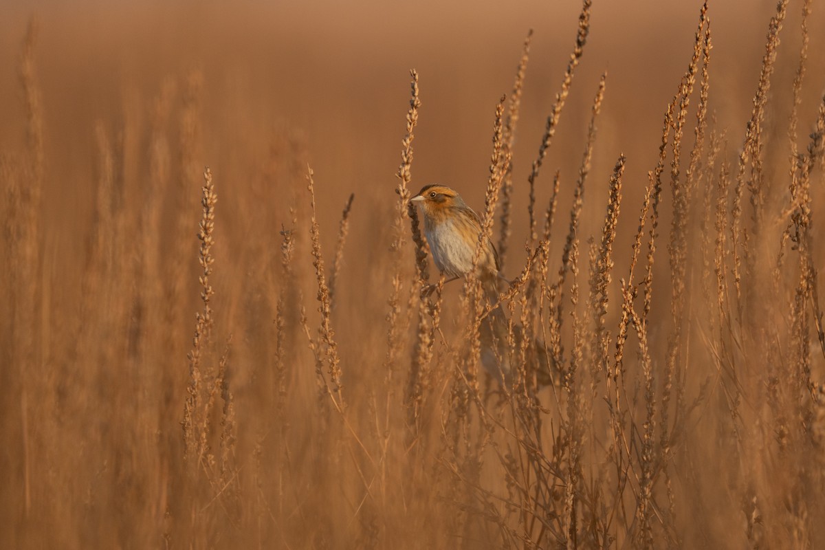 Nelson's Sparrow - ML647723348