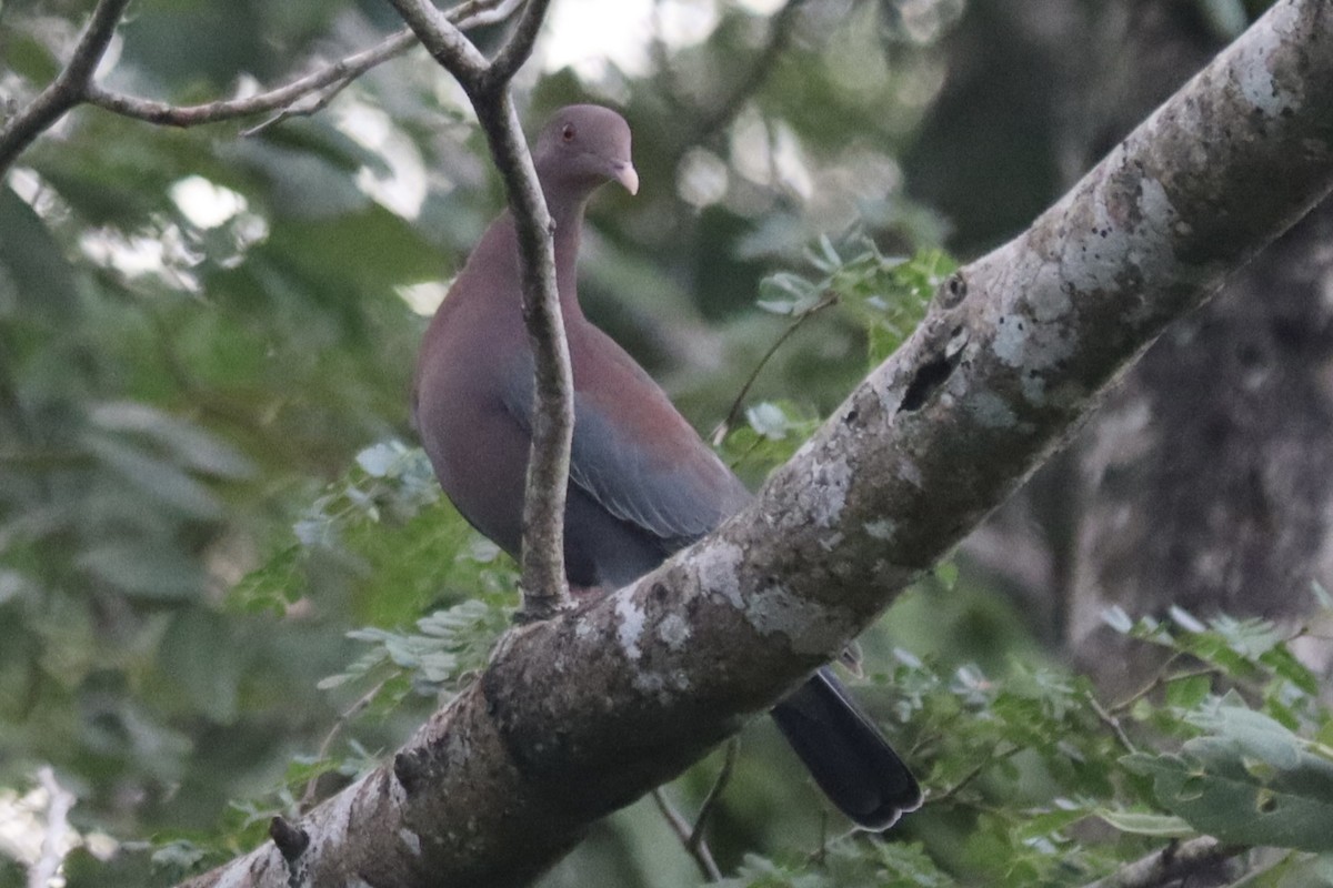 Rotschnabeltaube - ML647723355