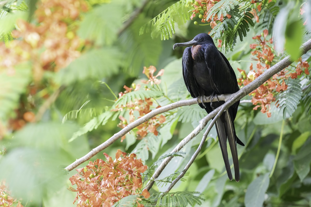 Great Frigatebird - ML647723365