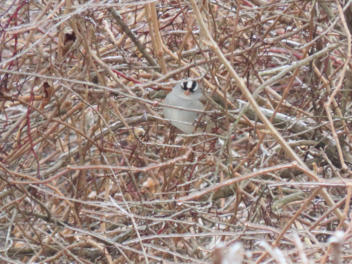 strnadec bělopásý (ssp. leucophrys/oriantha) - ML647723378