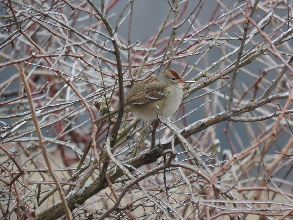 strnadec bělopásý (ssp. leucophrys/oriantha) - ML647723383