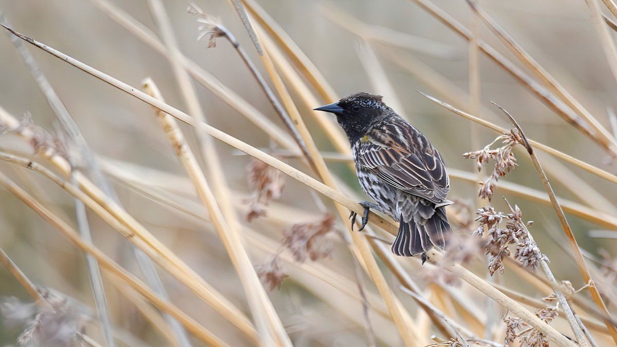 Yellow-winged Blackbird - ML647723388