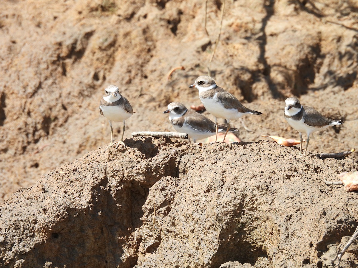Semipalmated Plover - ML647723396