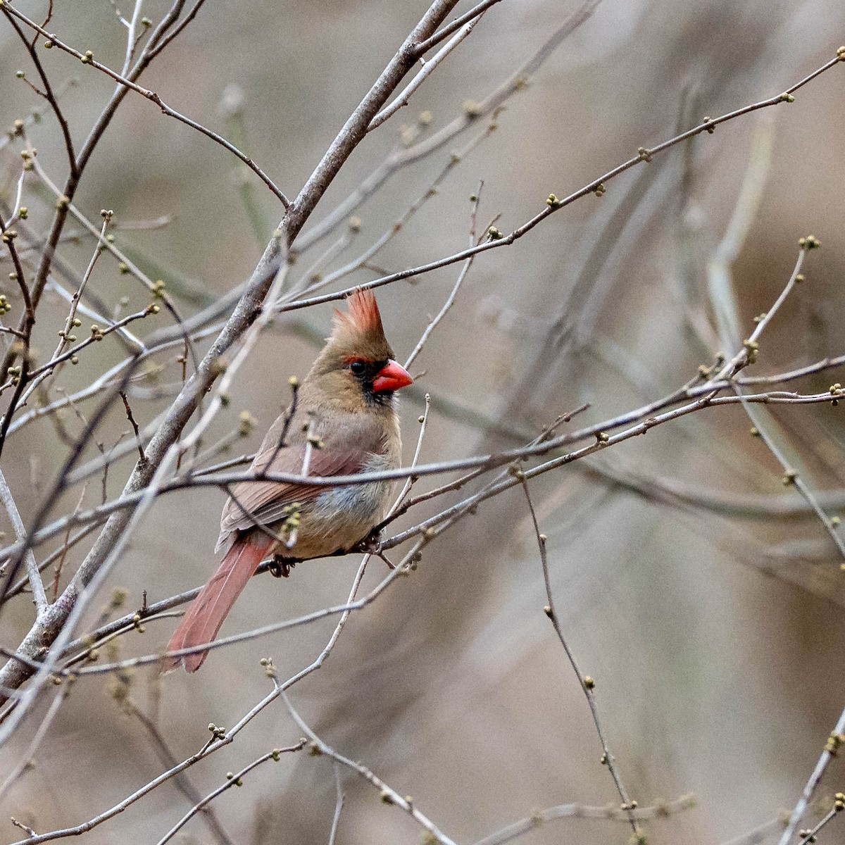 Northern Cardinal - ML647723401