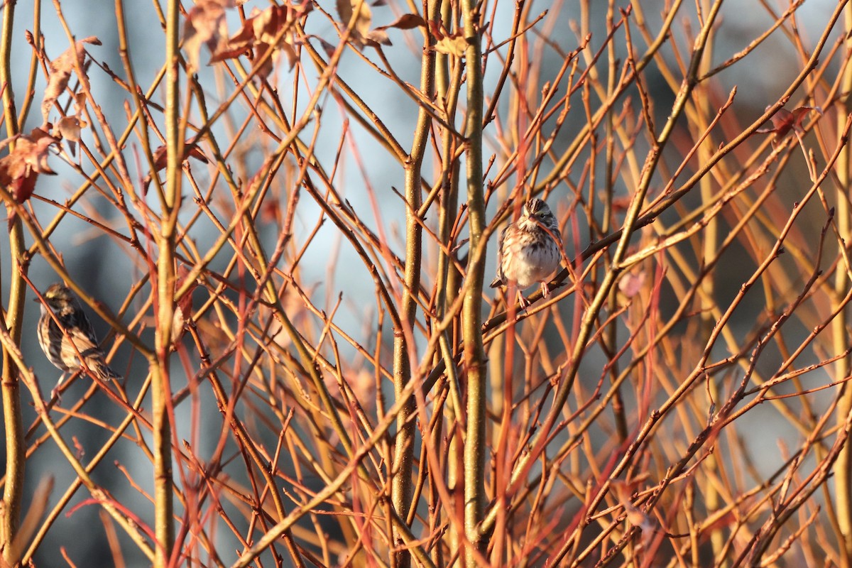 Savannah Sparrow - ML647723402