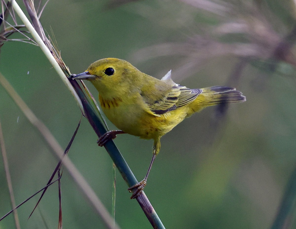 Northern Yellow Warbler - ML647723407