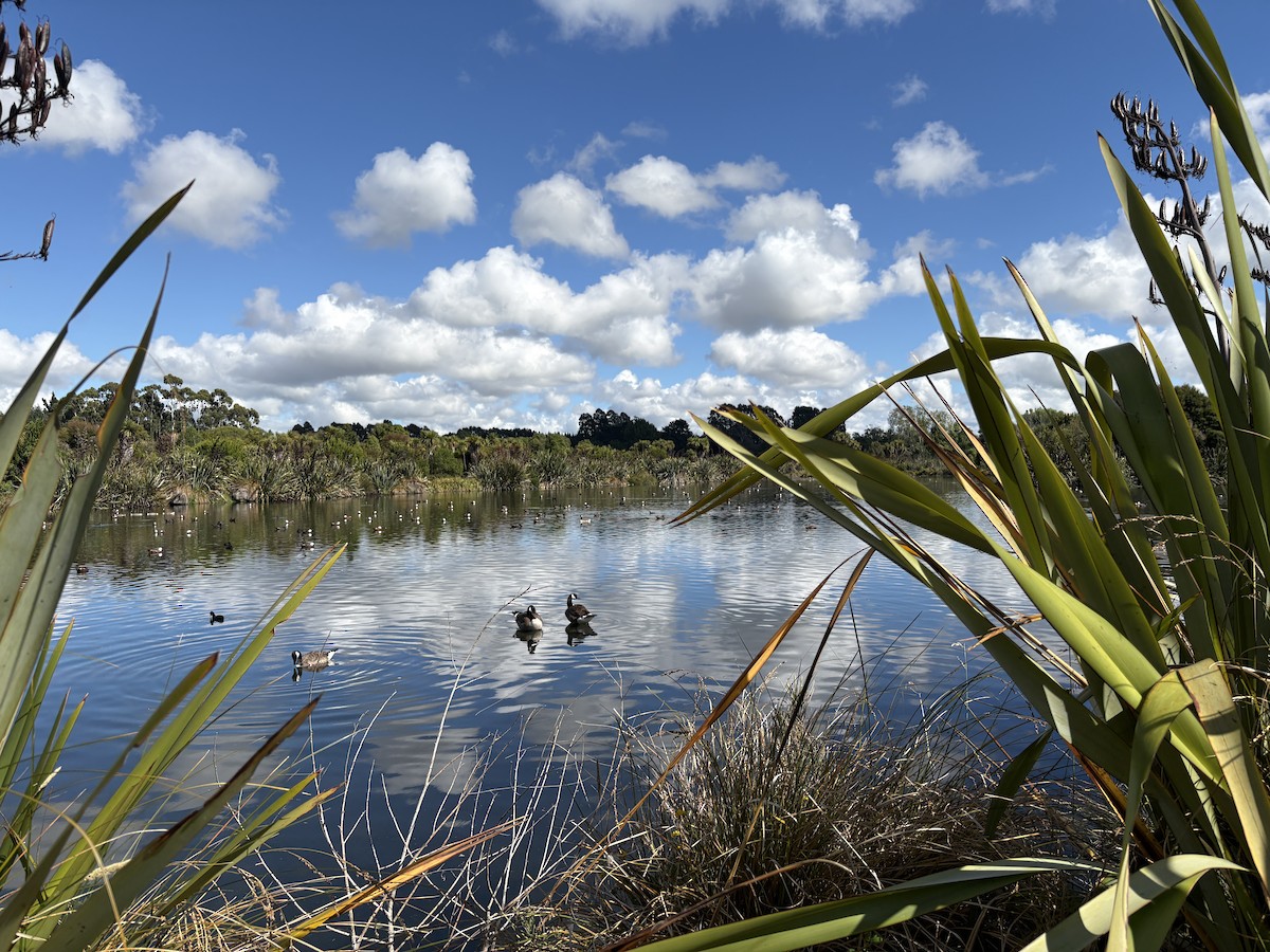 Canada Goose - ML647723425
