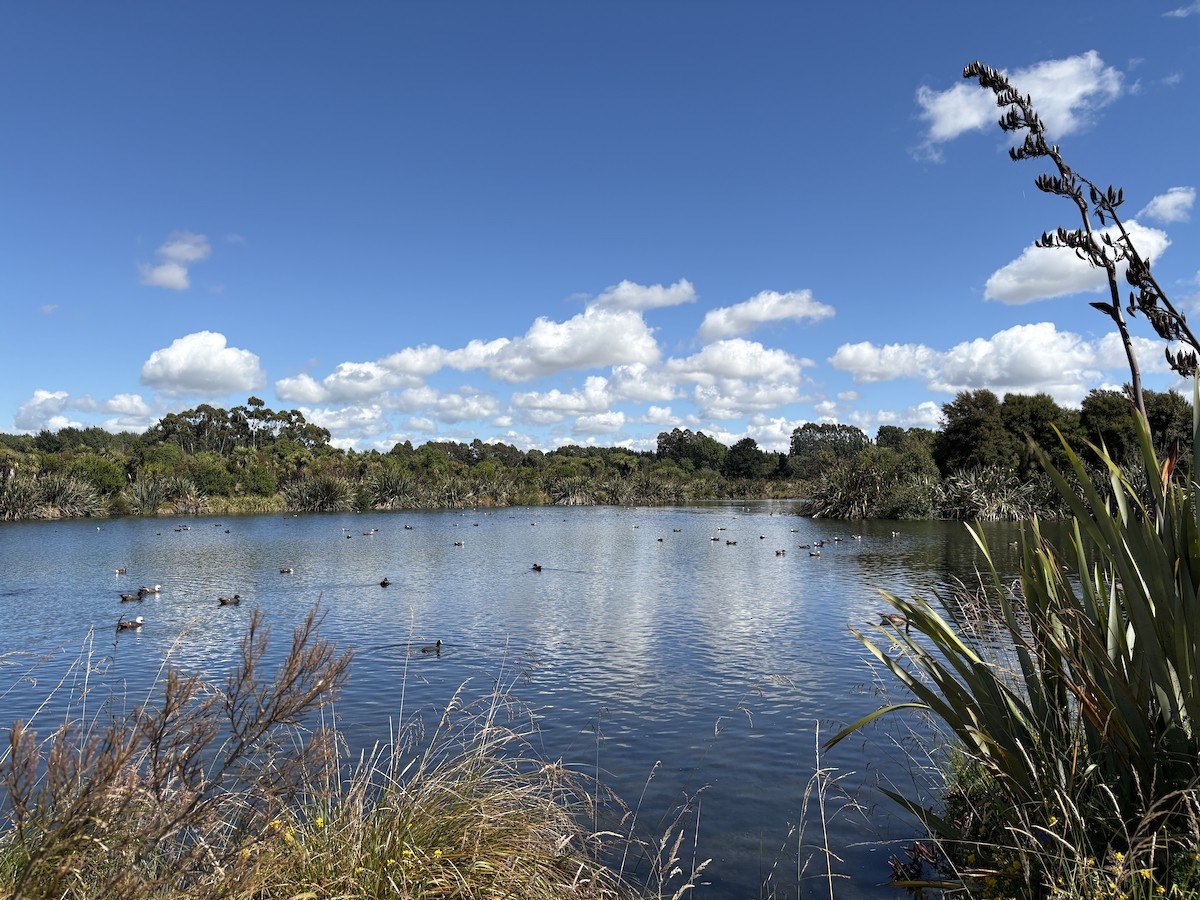 Paita maoria - ML647723427