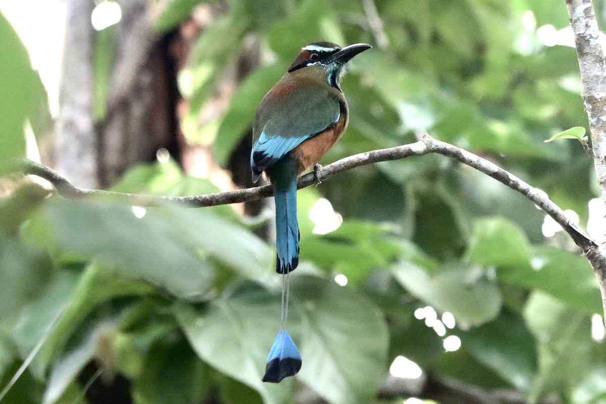 Момот рудочеревий - ML647723430