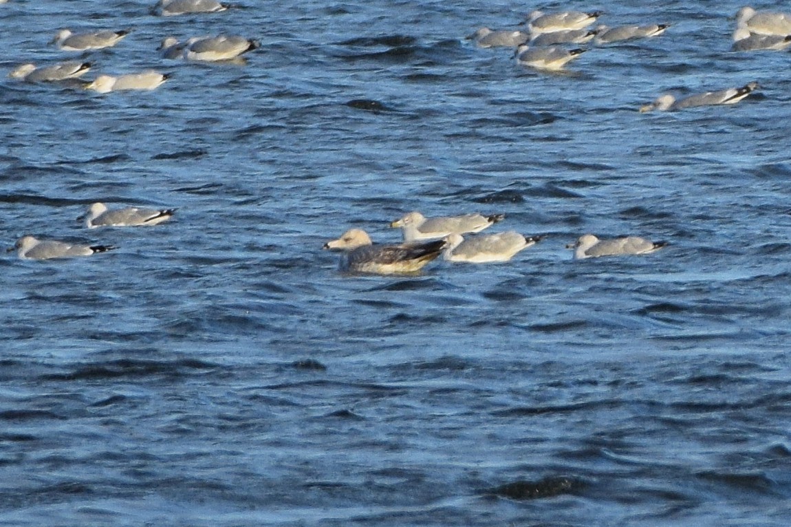 Möwe, unbestimmt - ML647723442