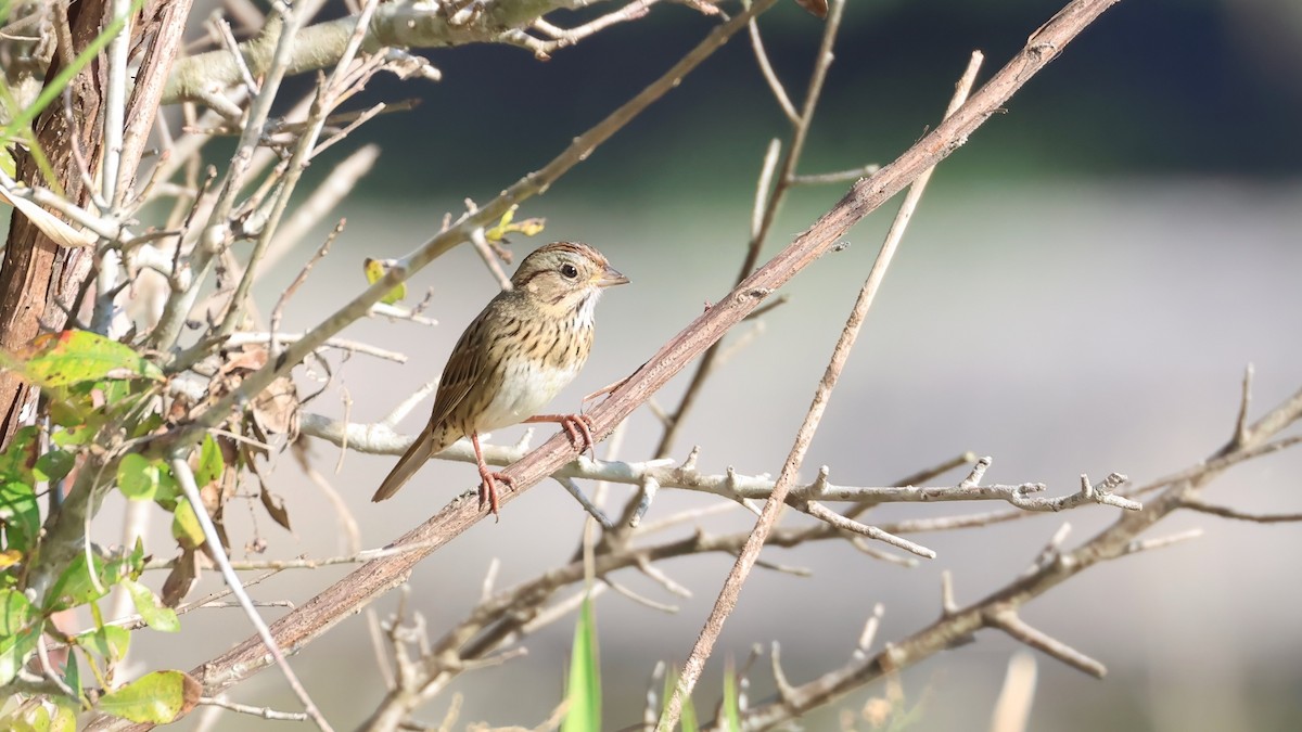 Lincoln's Sparrow - ML647723446
