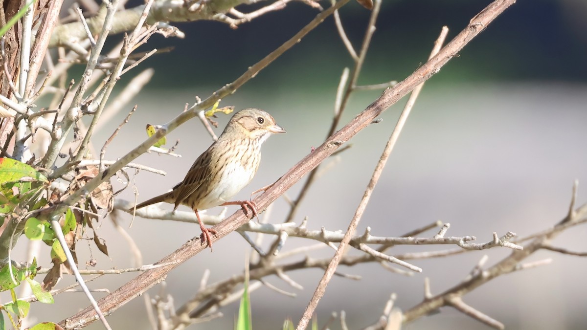 Lincoln's Sparrow - ML647723461