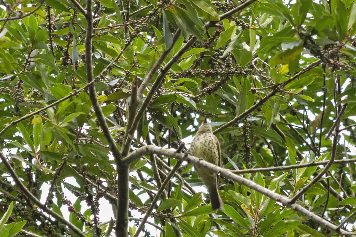 Sharpbill - ML647723464