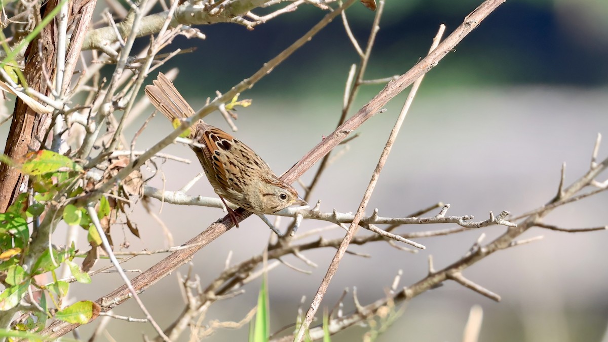 Lincoln's Sparrow - ML647723471