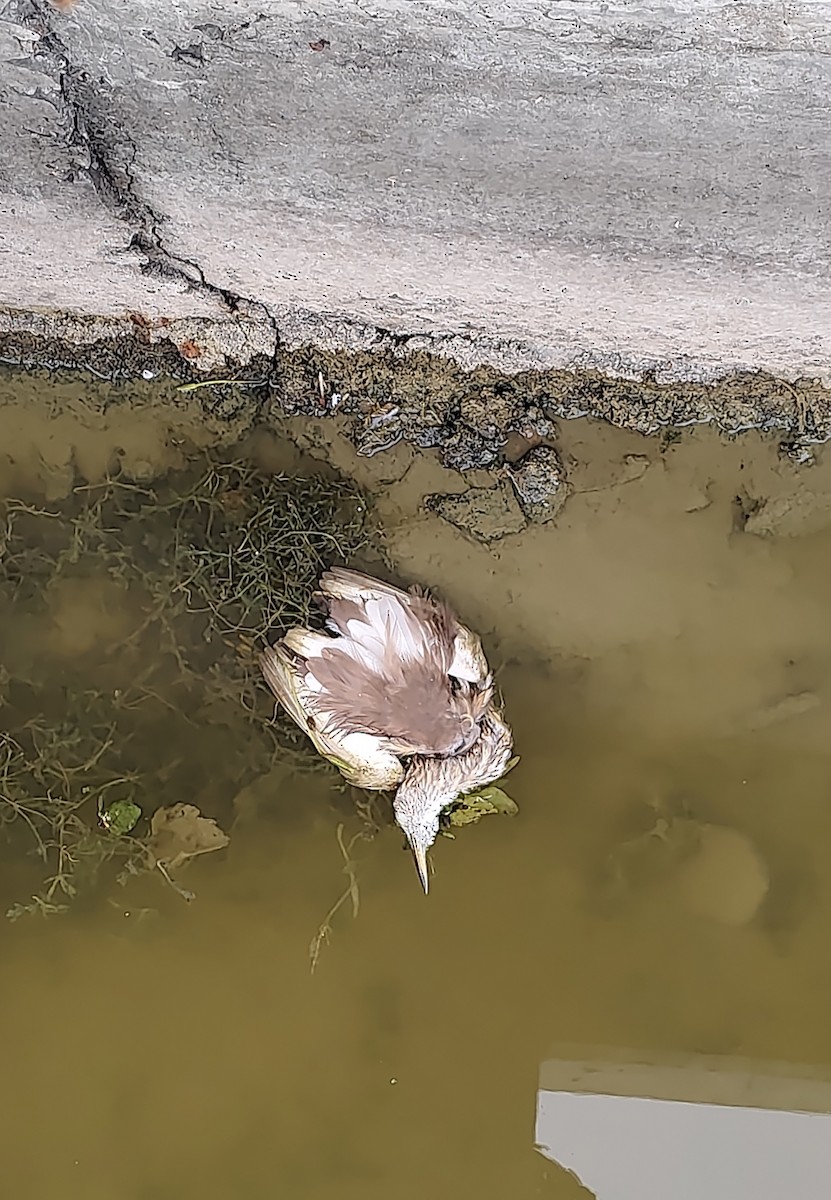 Indian Pond-Heron - ML647723472