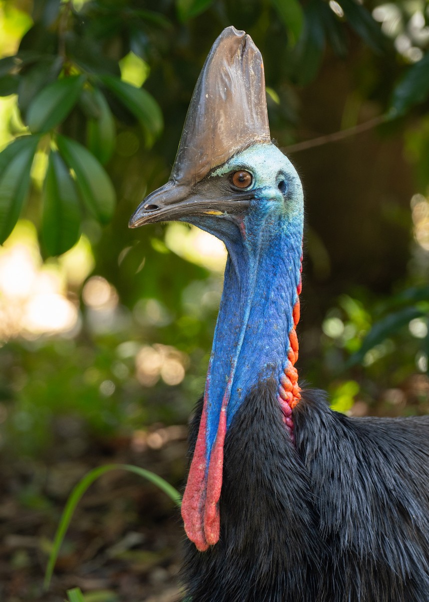 toflikkasuar - ML647723507