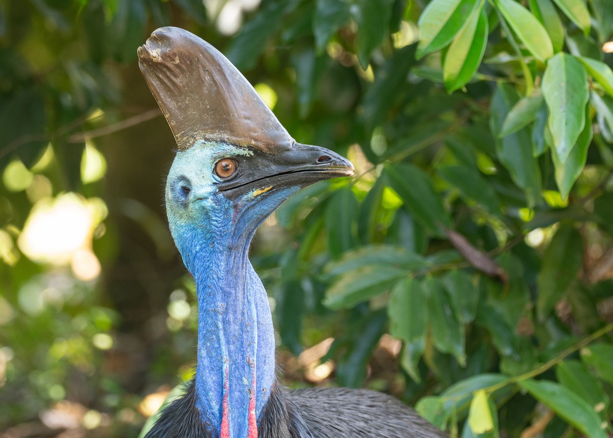 toflikkasuar - ML647723508