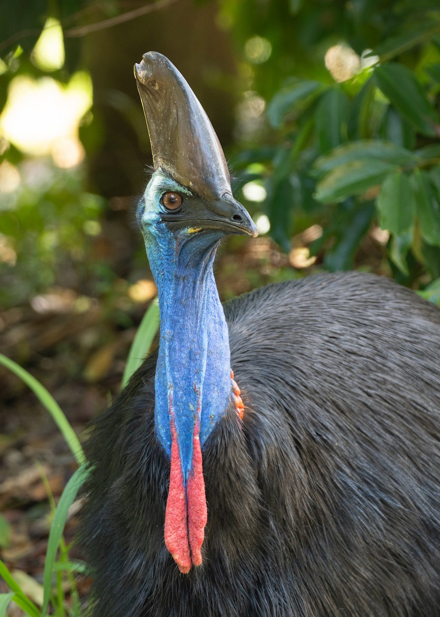 toflikkasuar - ML647723509