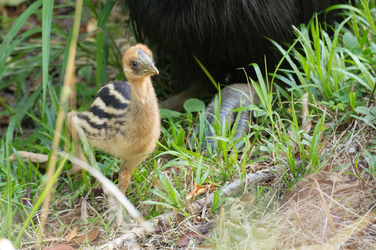 toflikkasuar - ML647723510