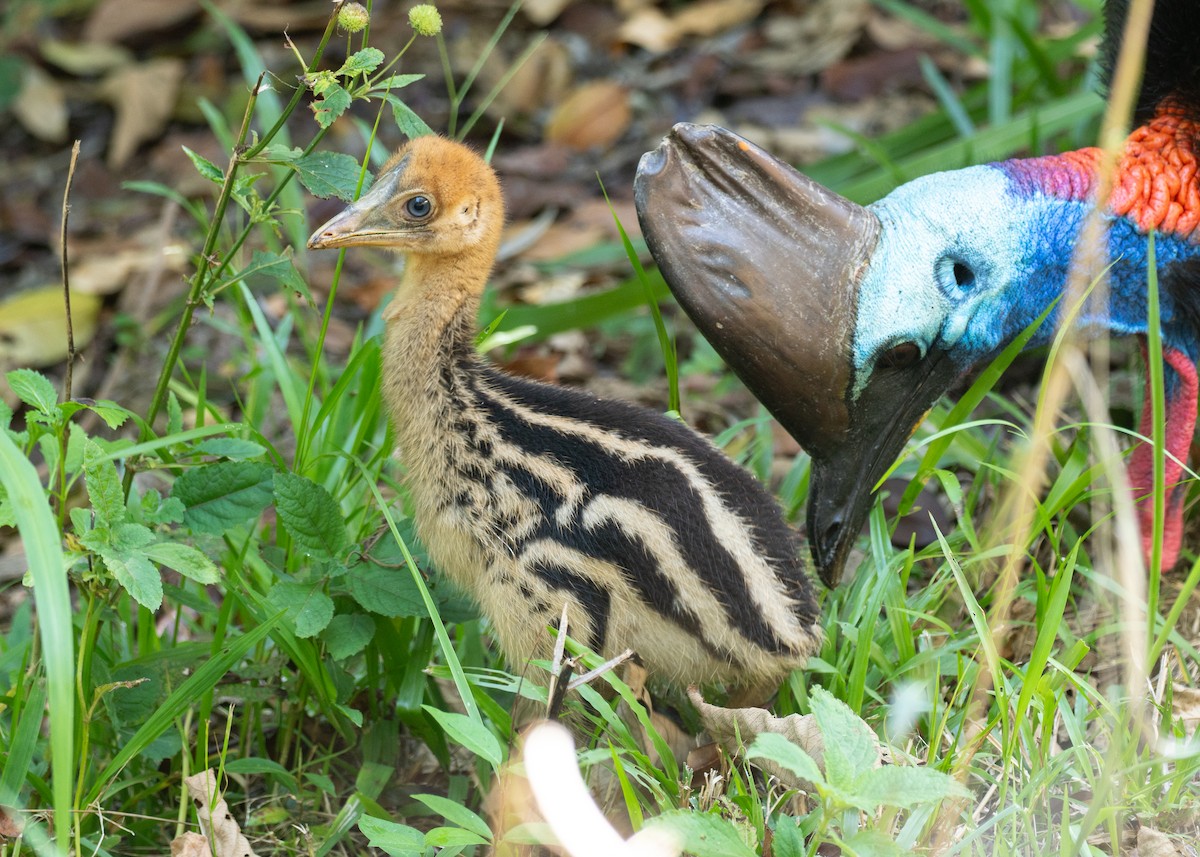 toflikkasuar - ML647723511