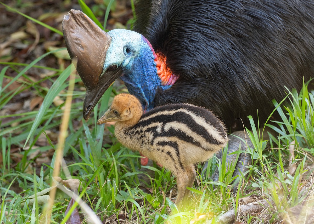 toflikkasuar - ML647723512