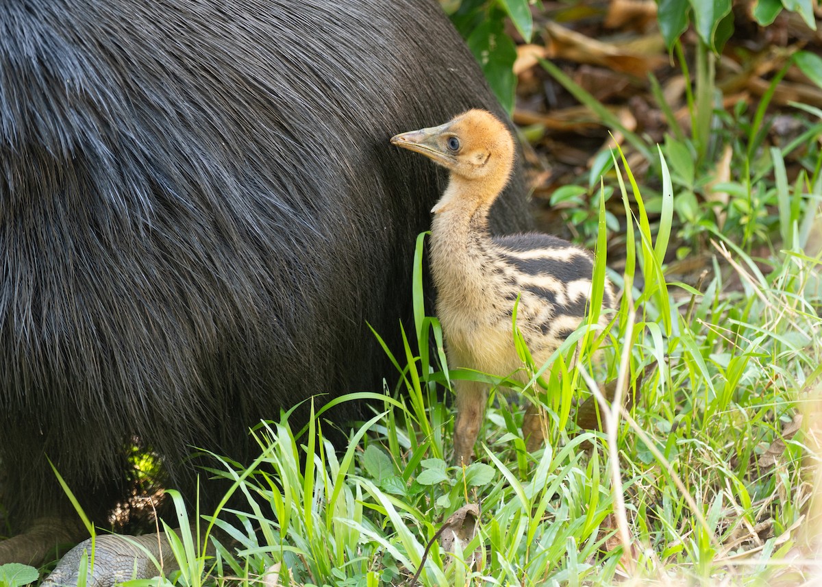 toflikkasuar - ML647723513