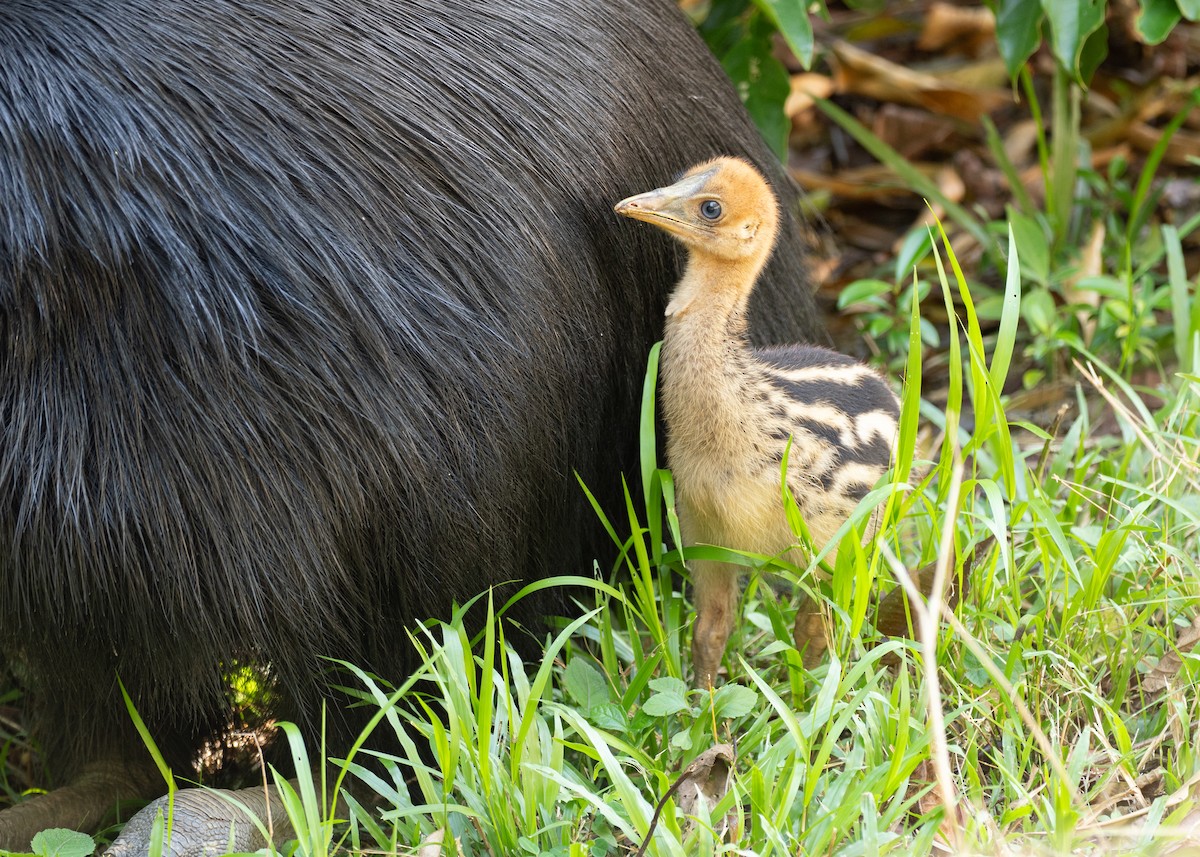 toflikkasuar - ML647723514