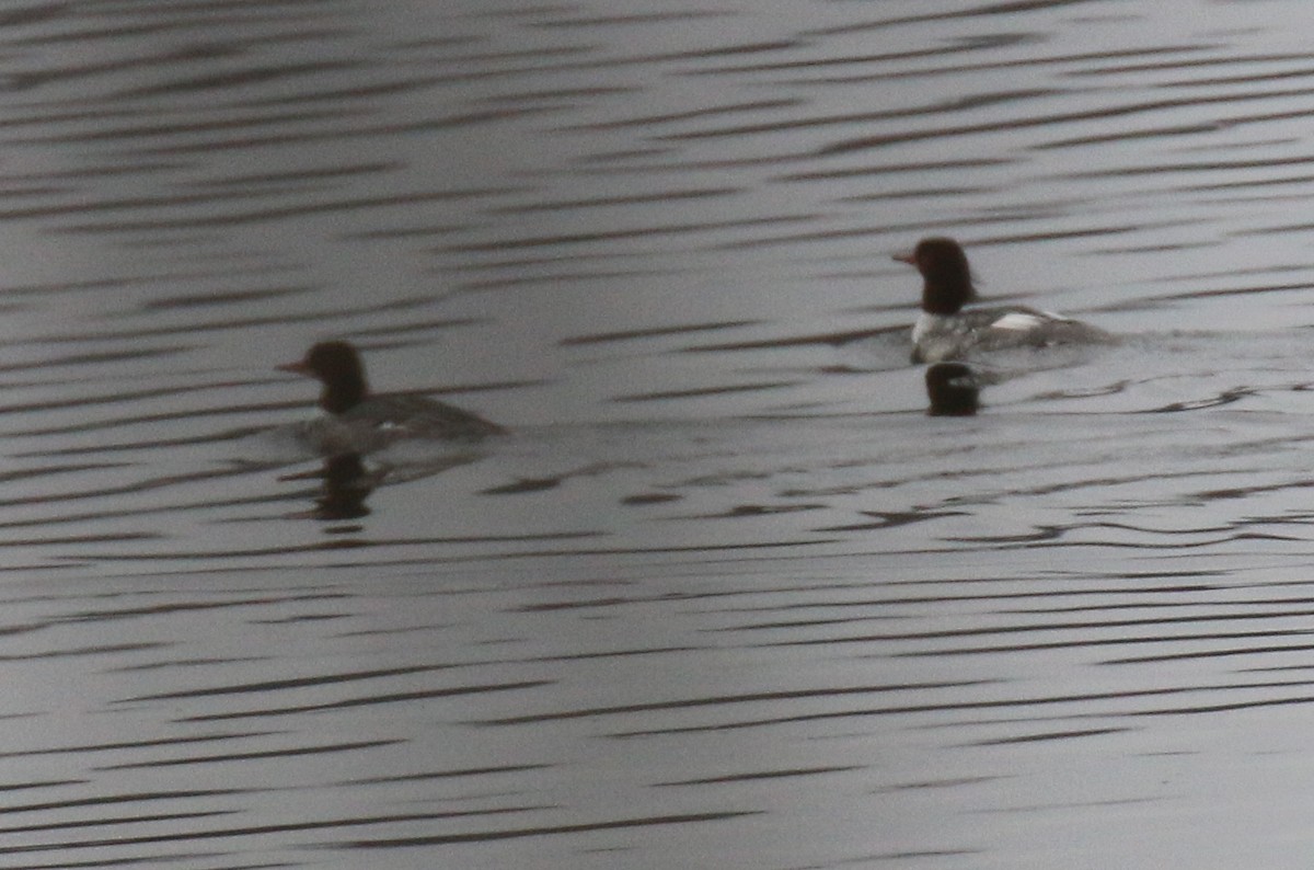 Gänsesäger - ML647723531