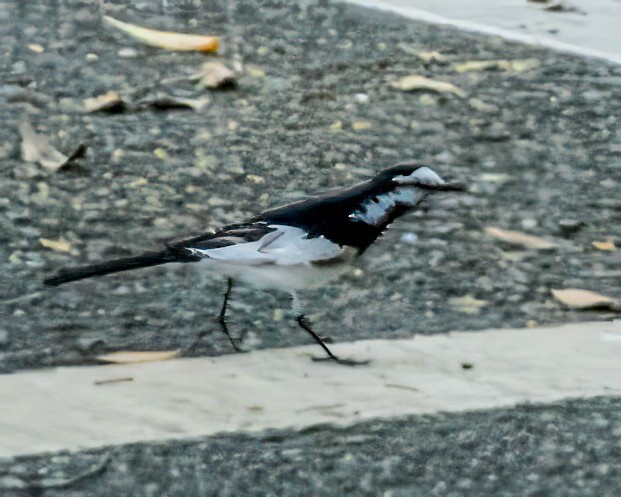 linerle - ML647723574