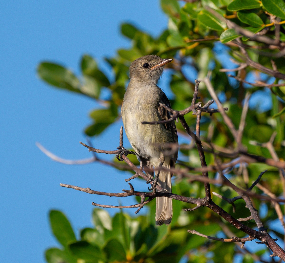 Weißkinn-Olivtyrann - ML647723591