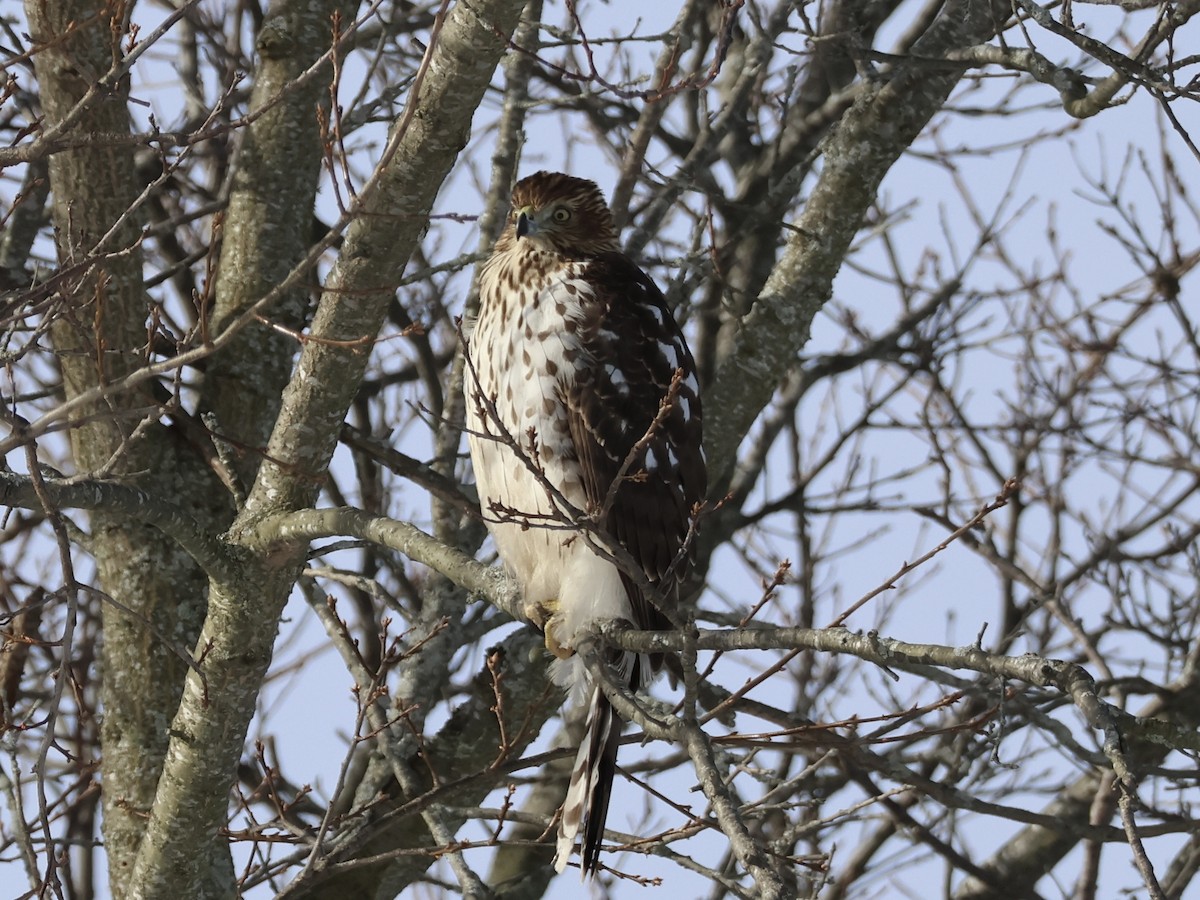 Cooper's Hawk - ML647723616