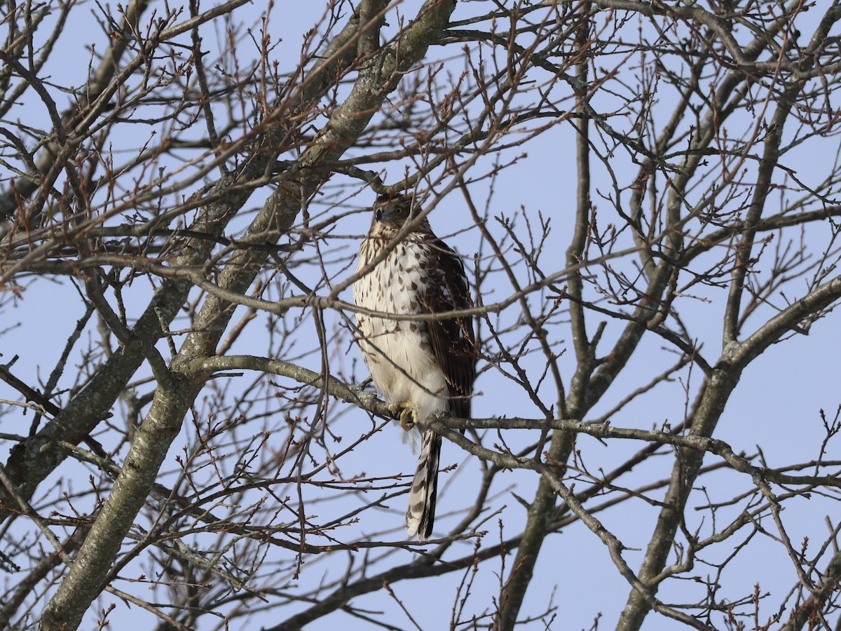Cooper's Hawk - ML647723617