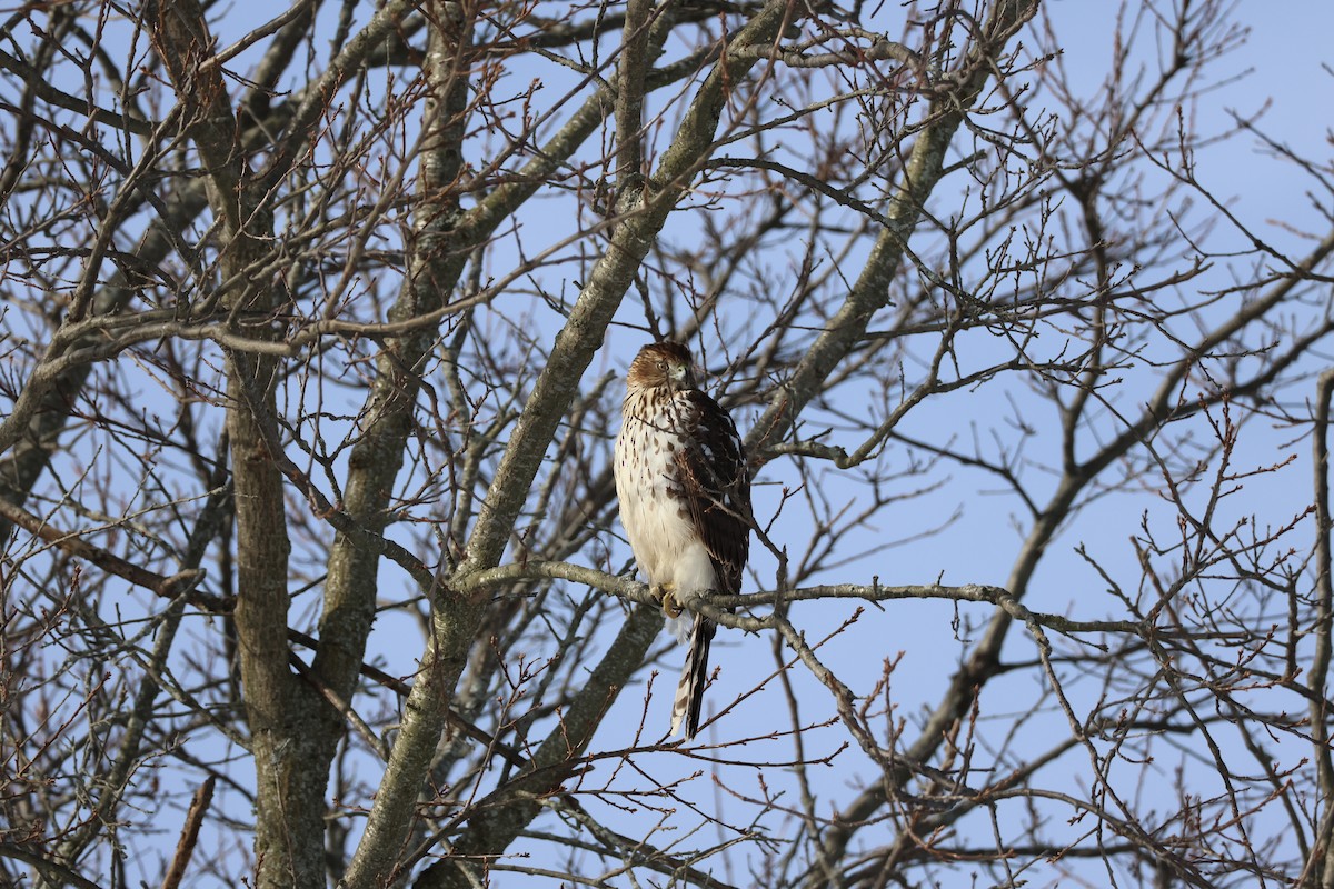 Cooper's Hawk - ML647723619