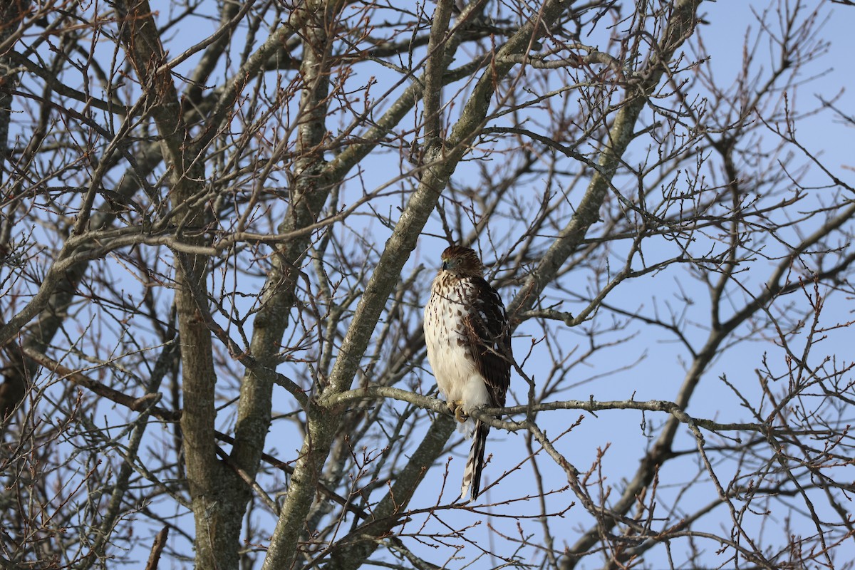 Cooper's Hawk - ML647723620