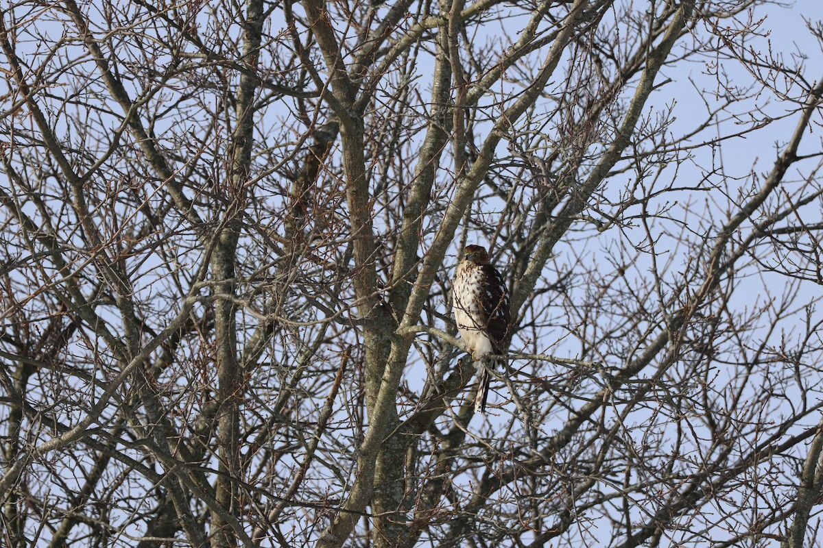 Cooper's Hawk - ML647723621