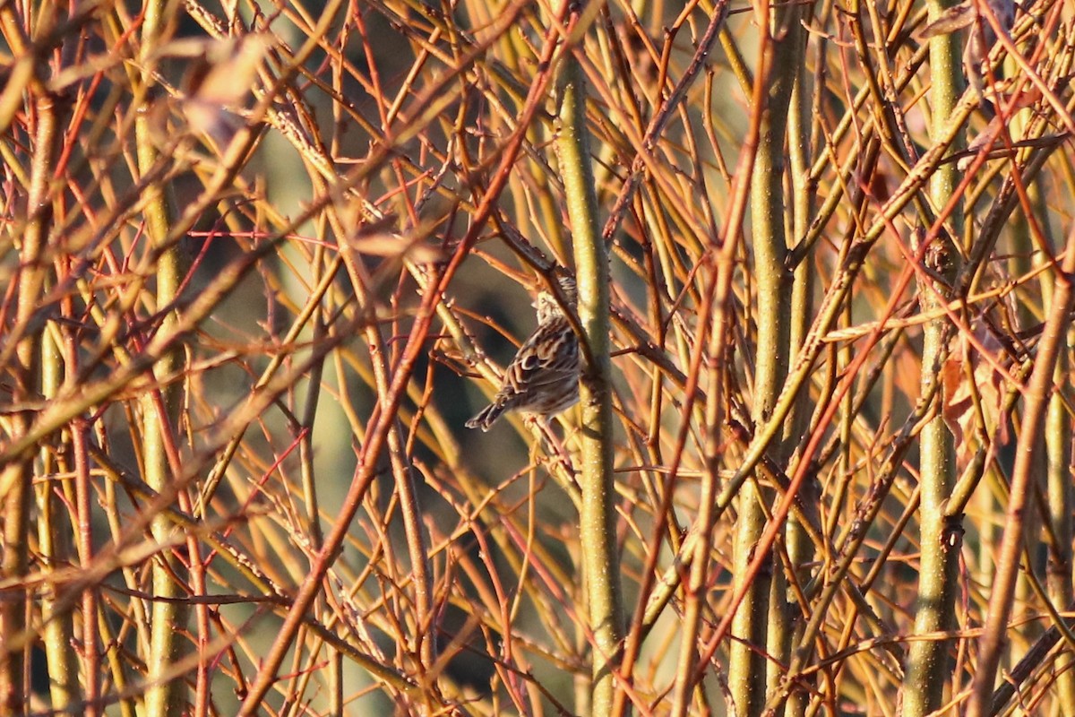 Savannah Sparrow - ML647723626