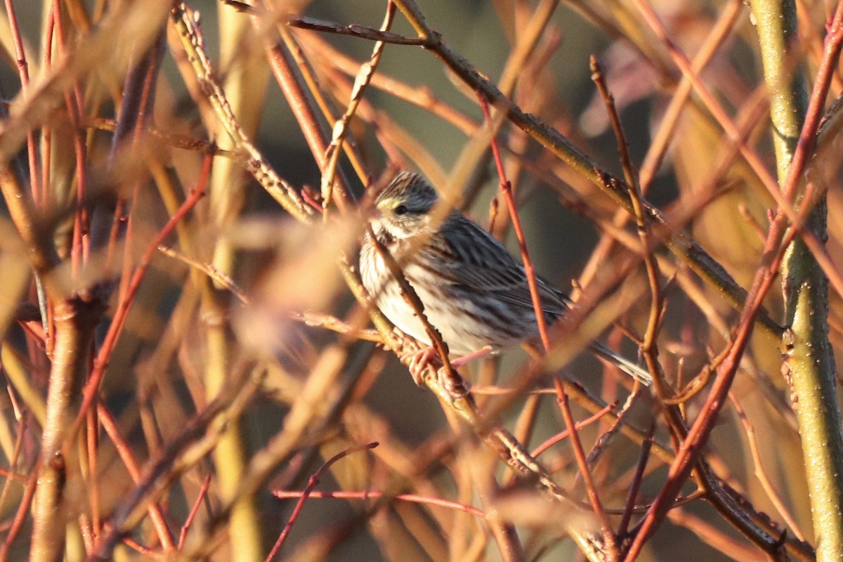 Savannah Sparrow - ML647723627