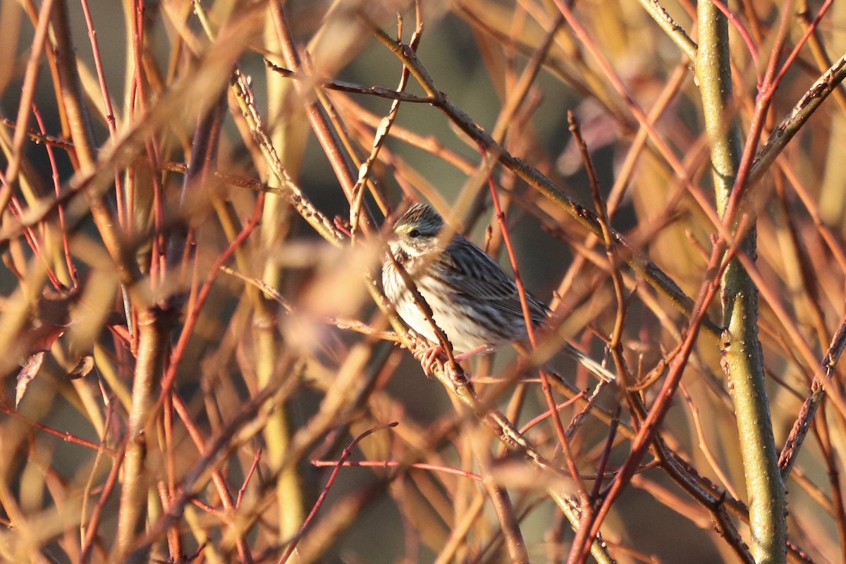Savannah Sparrow - ML647723630