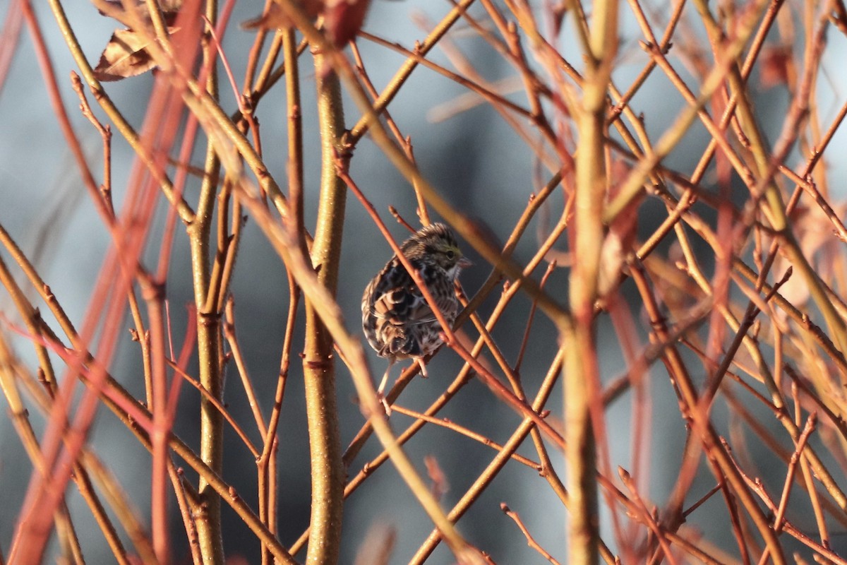 Savannah Sparrow - ML647723631