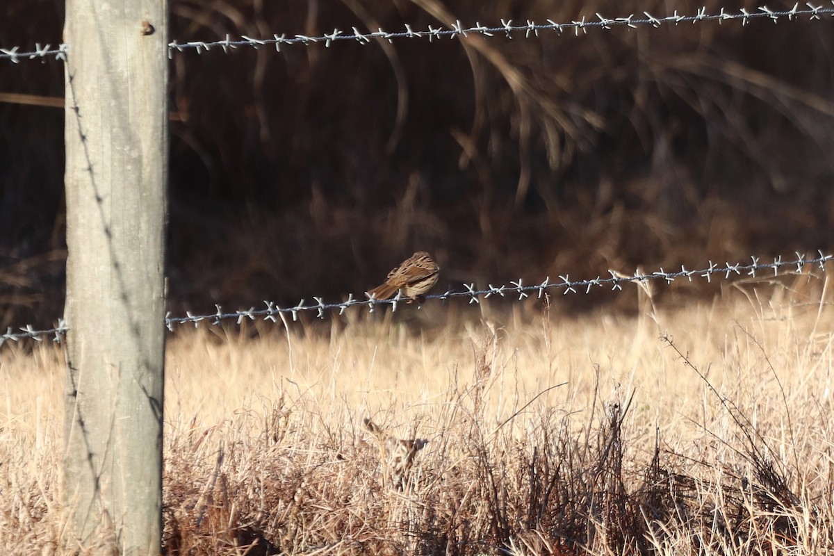 Savannah Sparrow - ML647723633