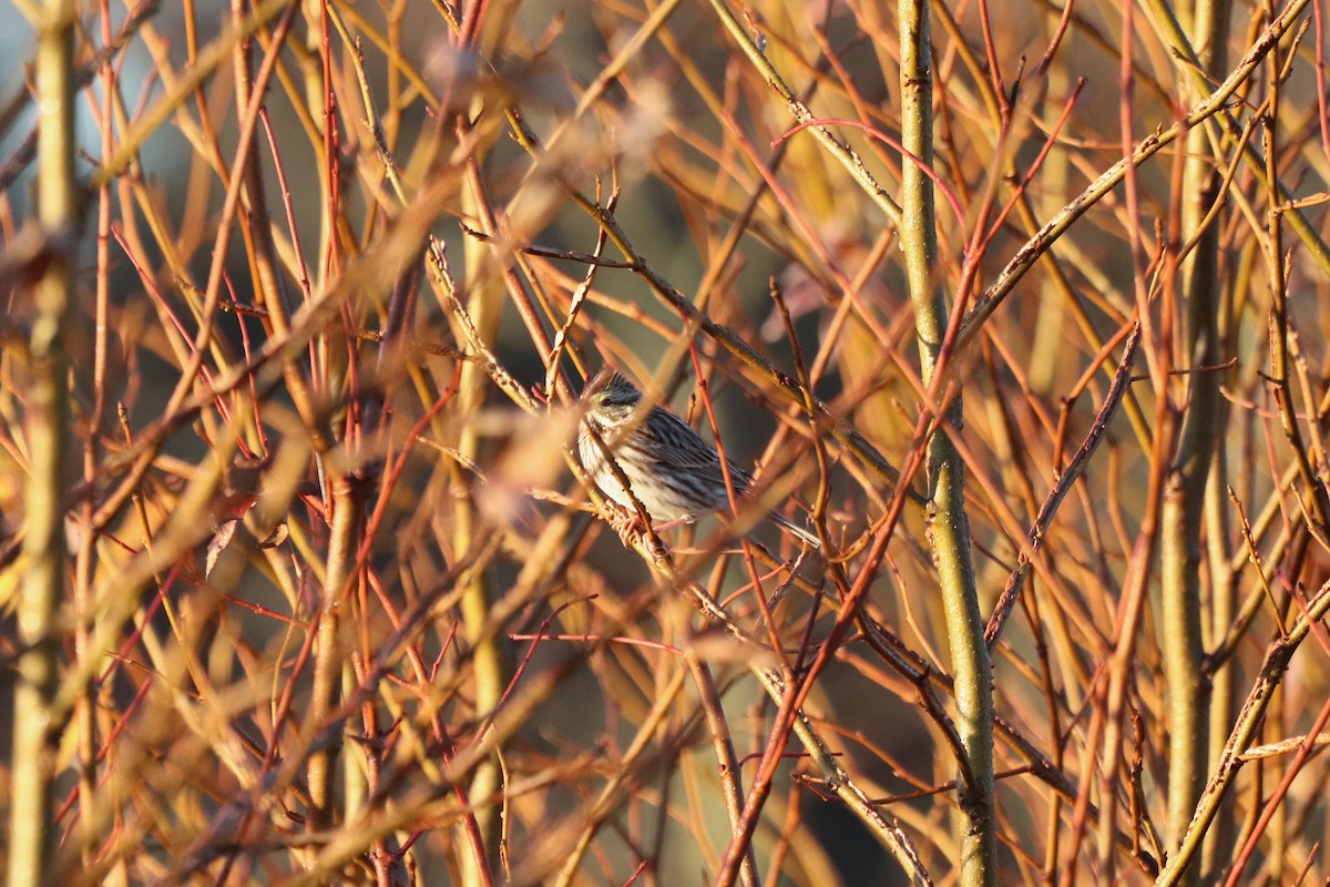 Savannah Sparrow - ML647723634
