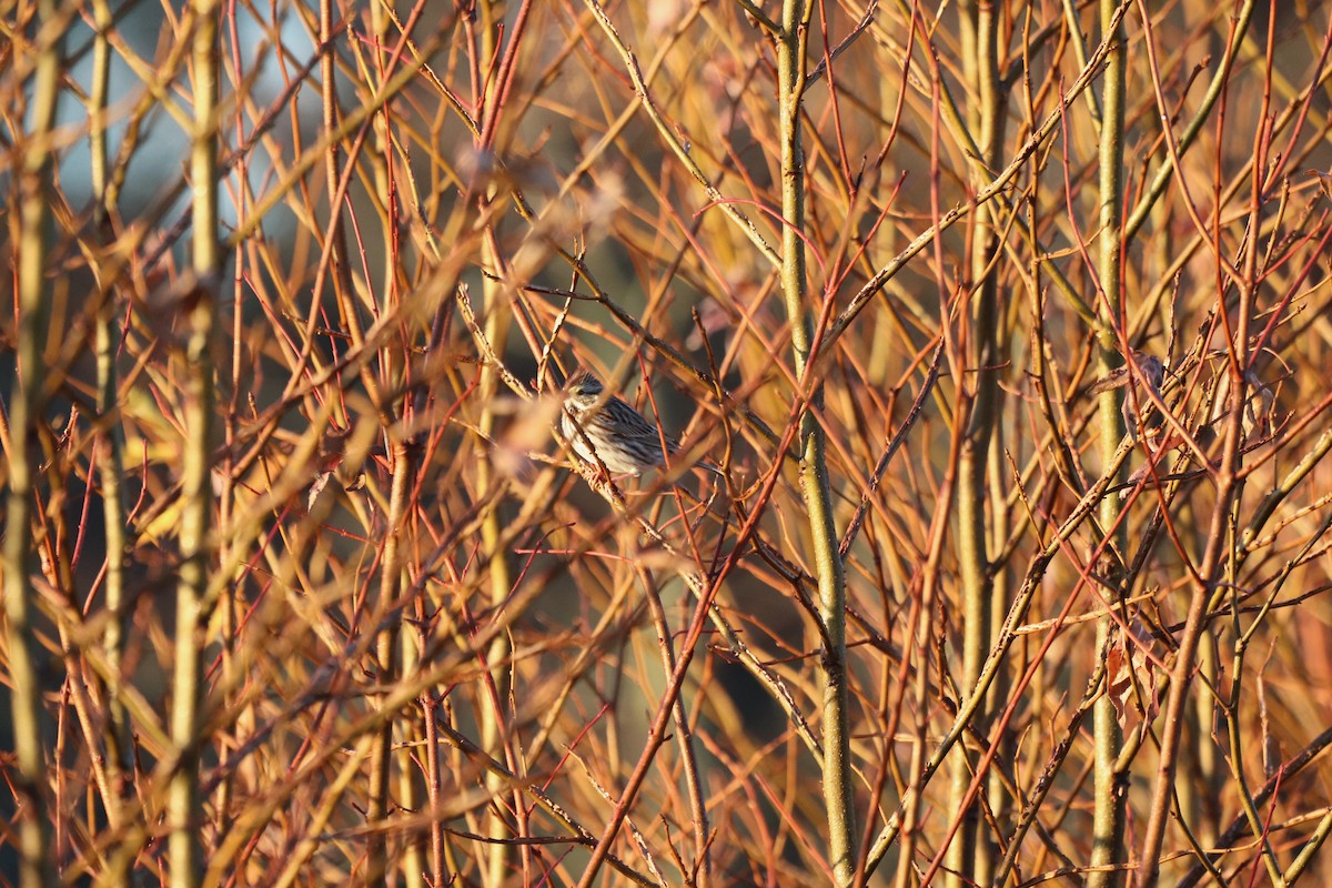 Savannah Sparrow - ML647723635