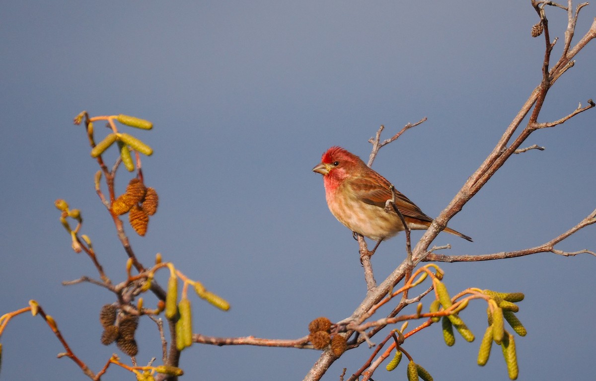 Purple Finch - ML647723648
