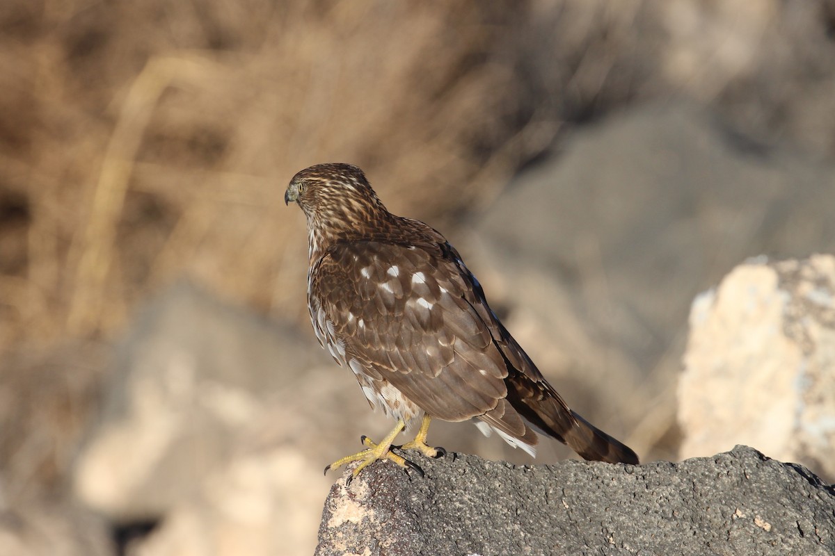 Cooper's Hawk - ML647723657