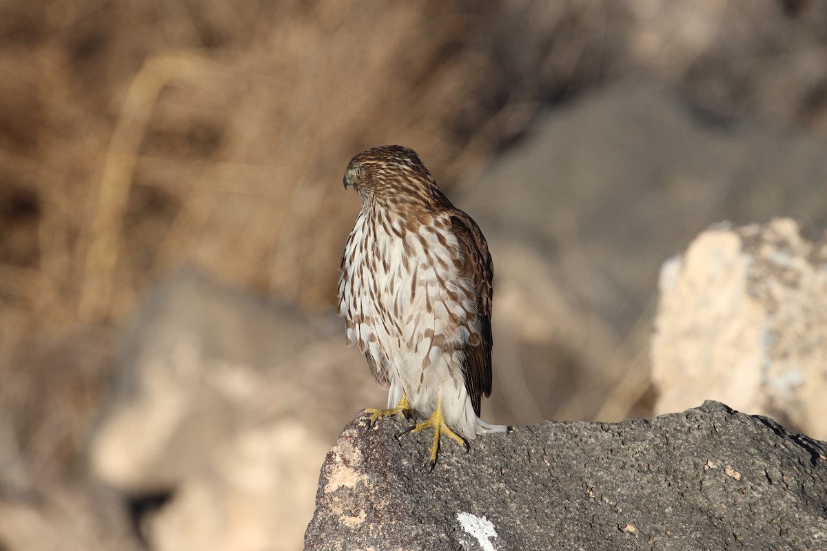 Cooper's Hawk - ML647723658