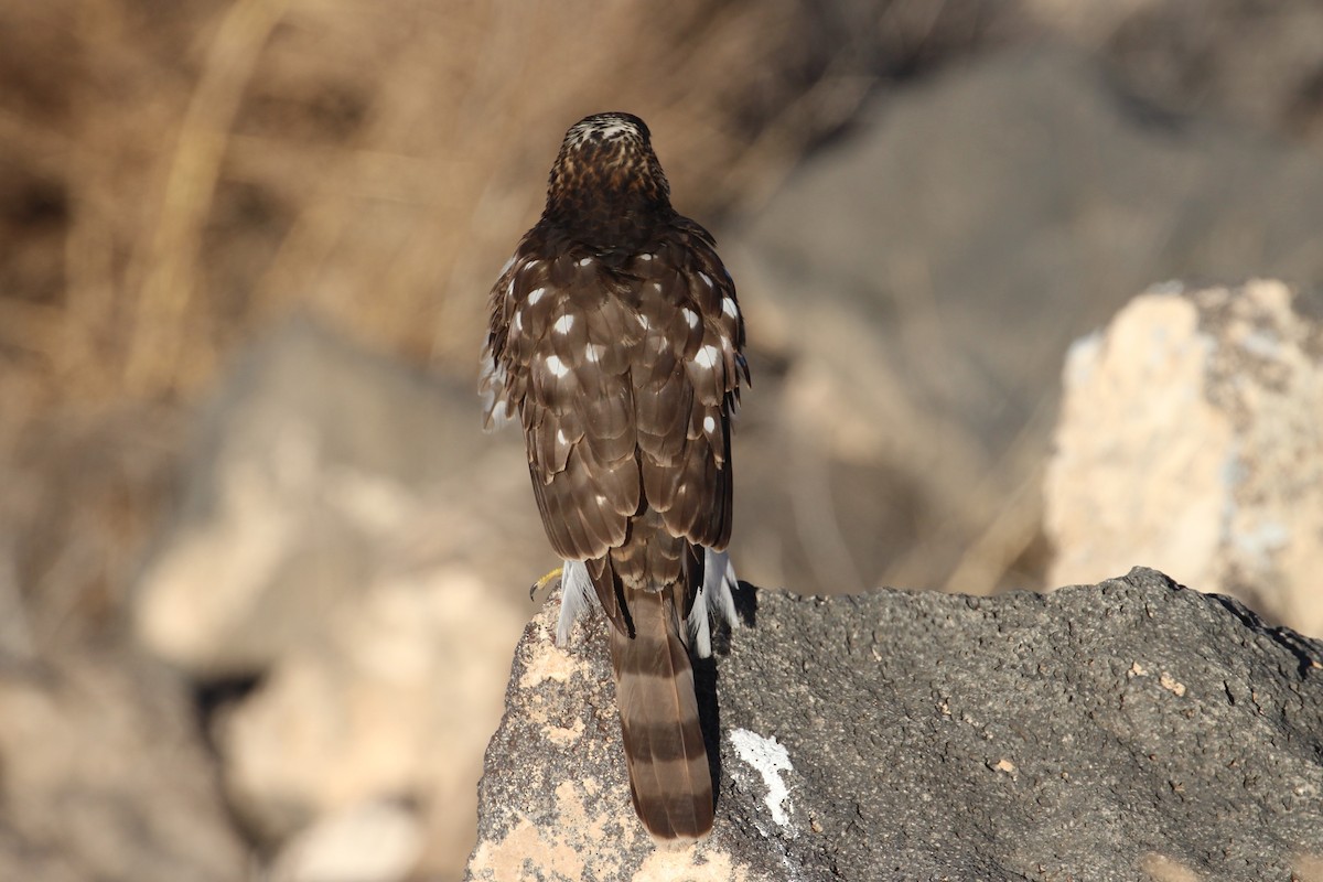 Cooper's Hawk - ML647723659